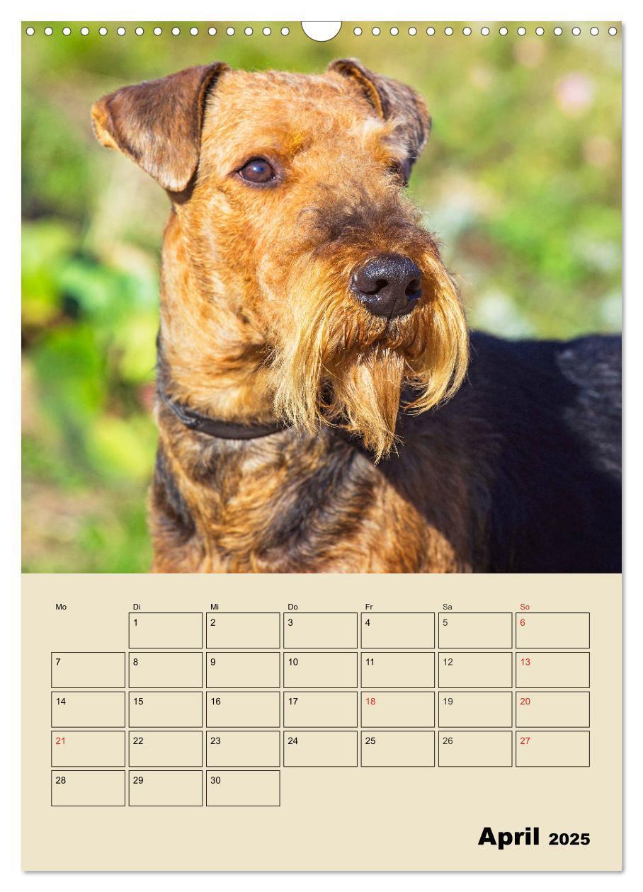 Bild: 9783435960361 | Airedale Terrier - Temperament auf 4 Pfoten (Wandkalender 2025 DIN...