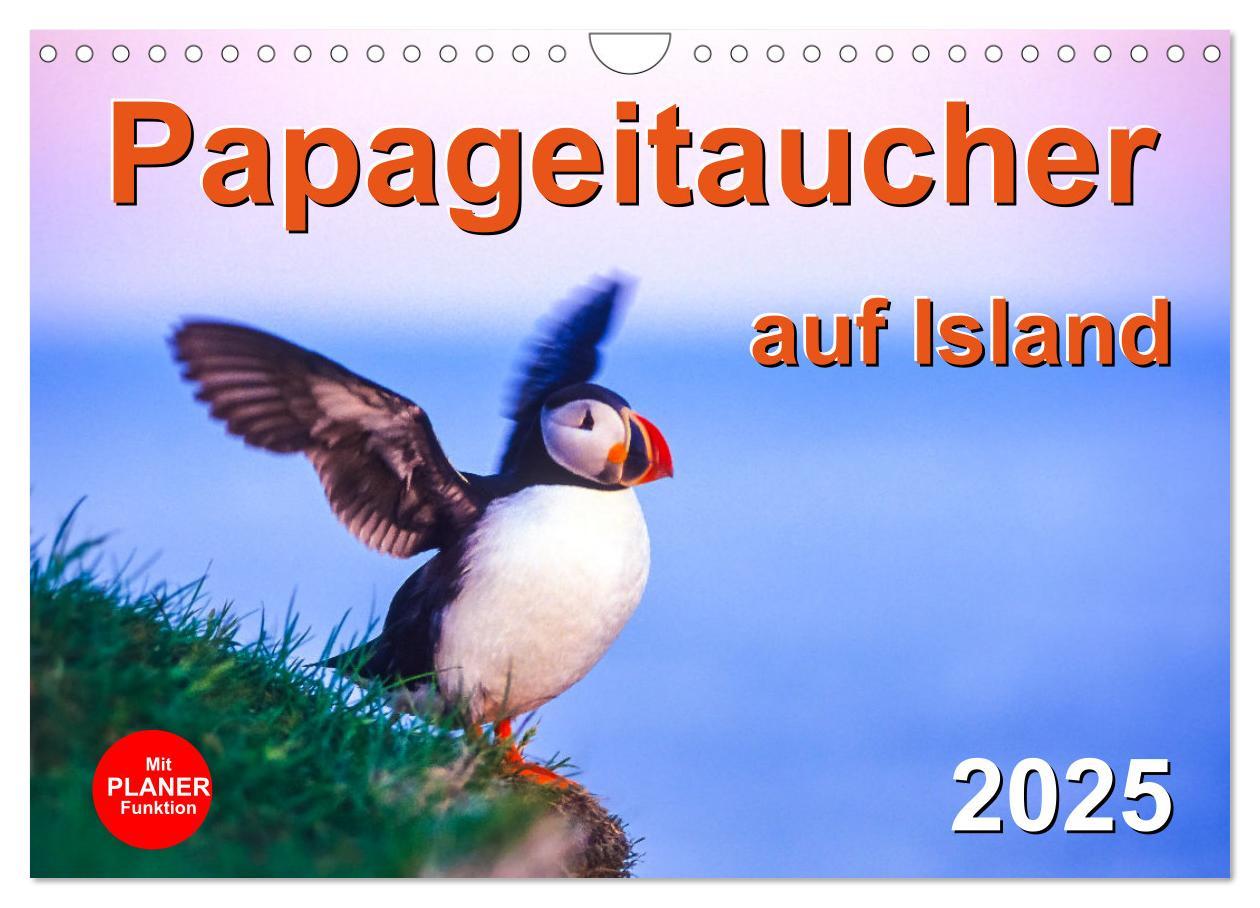 Cover: 9783435064489 | Papageitaucher auf Island (Wandkalender 2025 DIN A4 quer), CALVENDO...