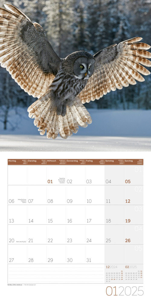 Bild: 9783838445243 | Eulen Kalender 2025 - 30x30 | Ackermann Kunstverlag | Kalender | 28 S.