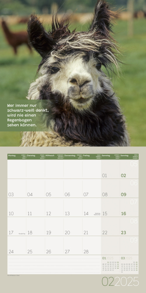 Bild: 9783838445274 | No Drama, Lama! Kalender 2025 - 30x30 | Ackermann Kunstverlag | 28 S.