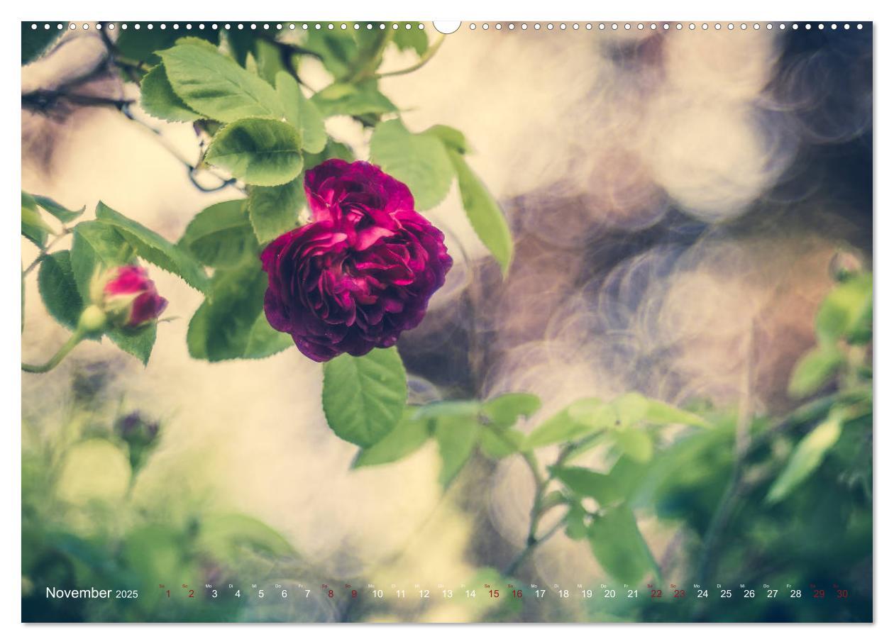 Bild: 9783435390380 | Die Welt der Alten Rosen (Wandkalender 2025 DIN A2 quer), CALVENDO...