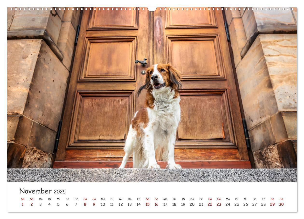 Bild: 9783457183557 | Berlin City Dogs - Berliner Hunde (Wandkalender 2025 DIN A2 quer),...