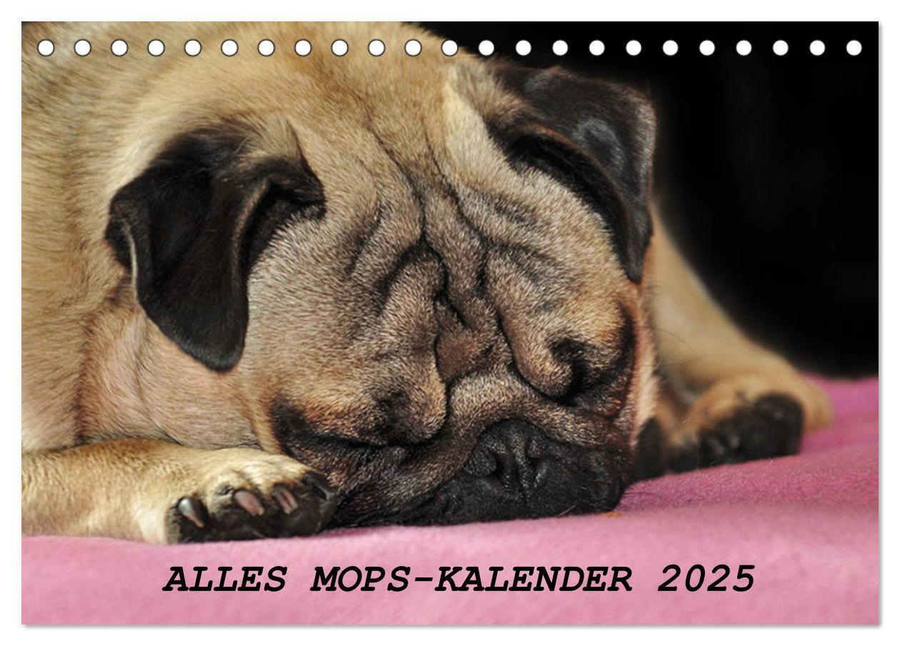 Cover: 9783435381869 | Alles Mops-Kalender 2025 (Tischkalender 2025 DIN A5 quer), CALVENDO...