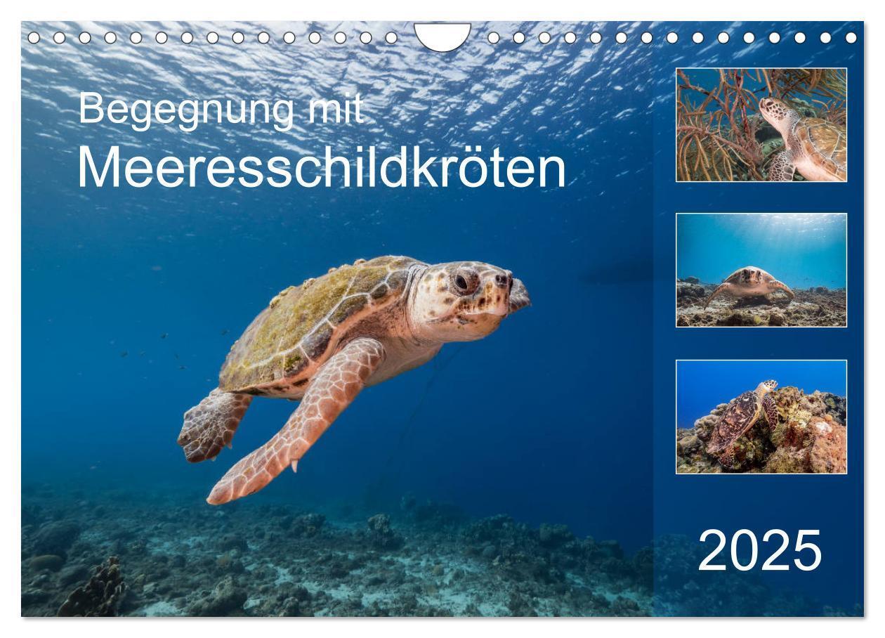 Cover: 9783435204984 | Begegnung mit Meeresschildkröten (Wandkalender 2025 DIN A4 quer),...