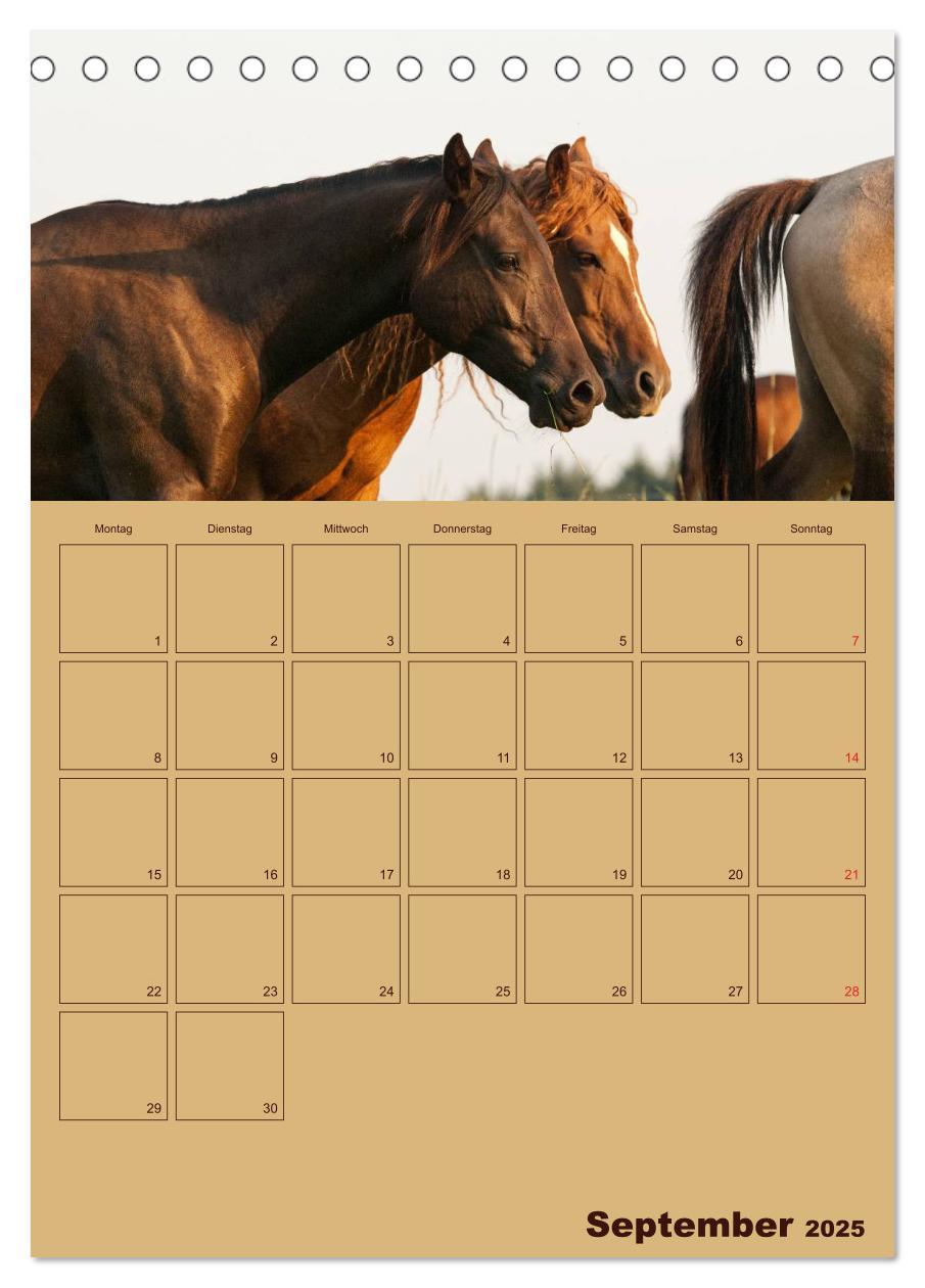 Bild: 9783457030592 | Pferde Gute Freunde (Tischkalender 2025 DIN A5 hoch), CALVENDO...