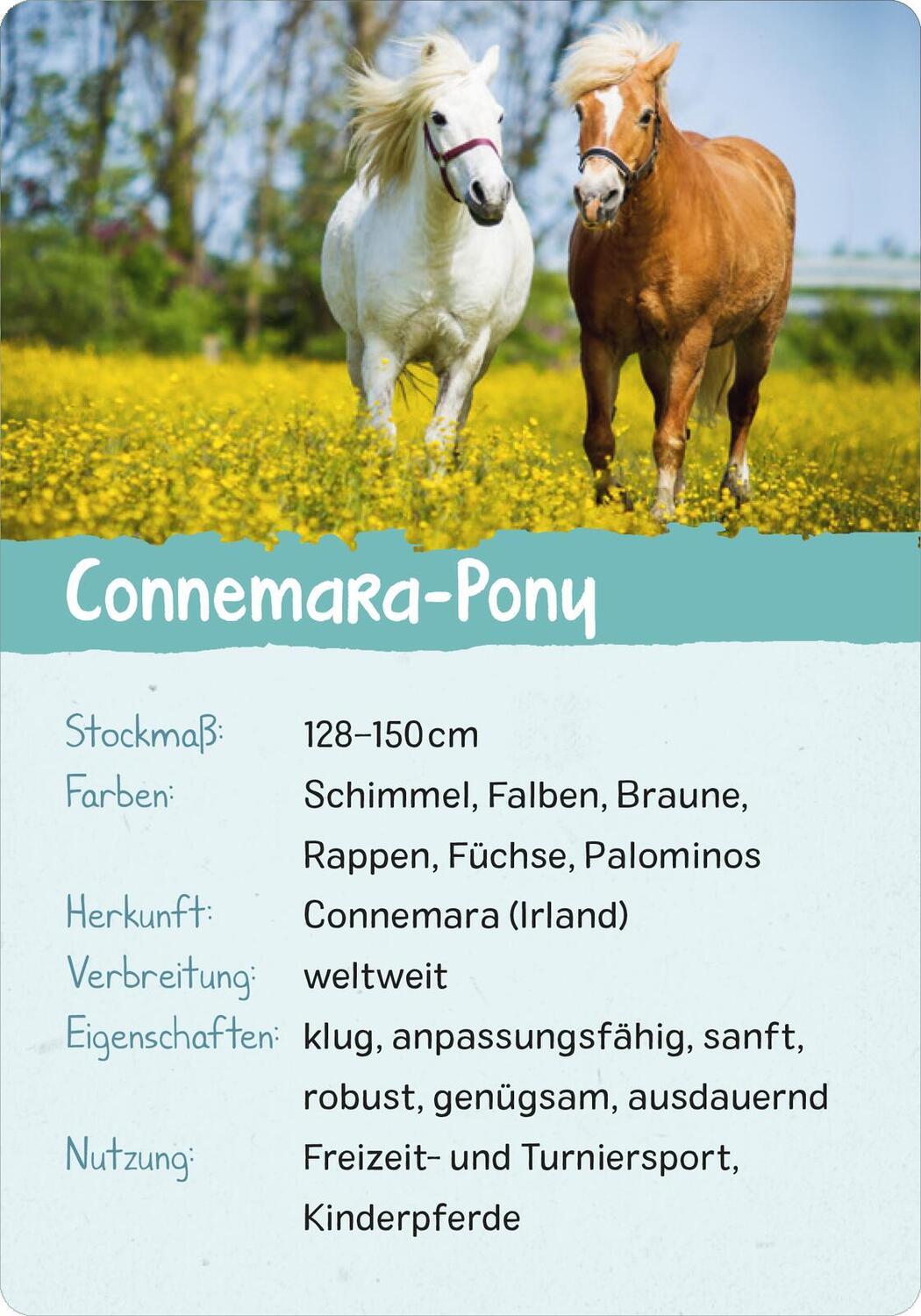 Bild: 9783845856582 | Naturforscher-Kids - Pferde &amp; Ponys | 50 Karten | Miriam Scholz | Buch