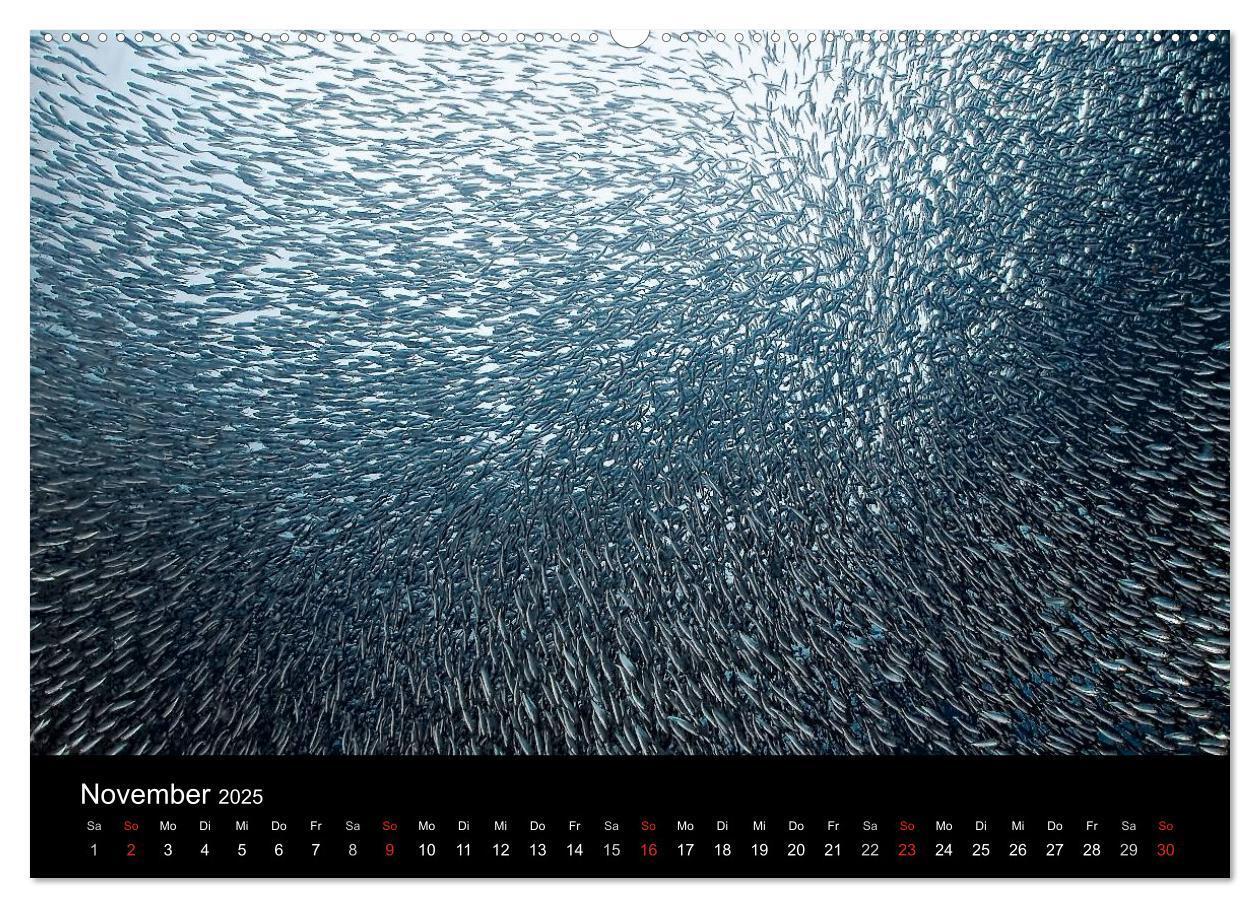 Bild: 9783435611065 | Fischschwärme (Wandkalender 2025 DIN A2 quer), CALVENDO Monatskalender