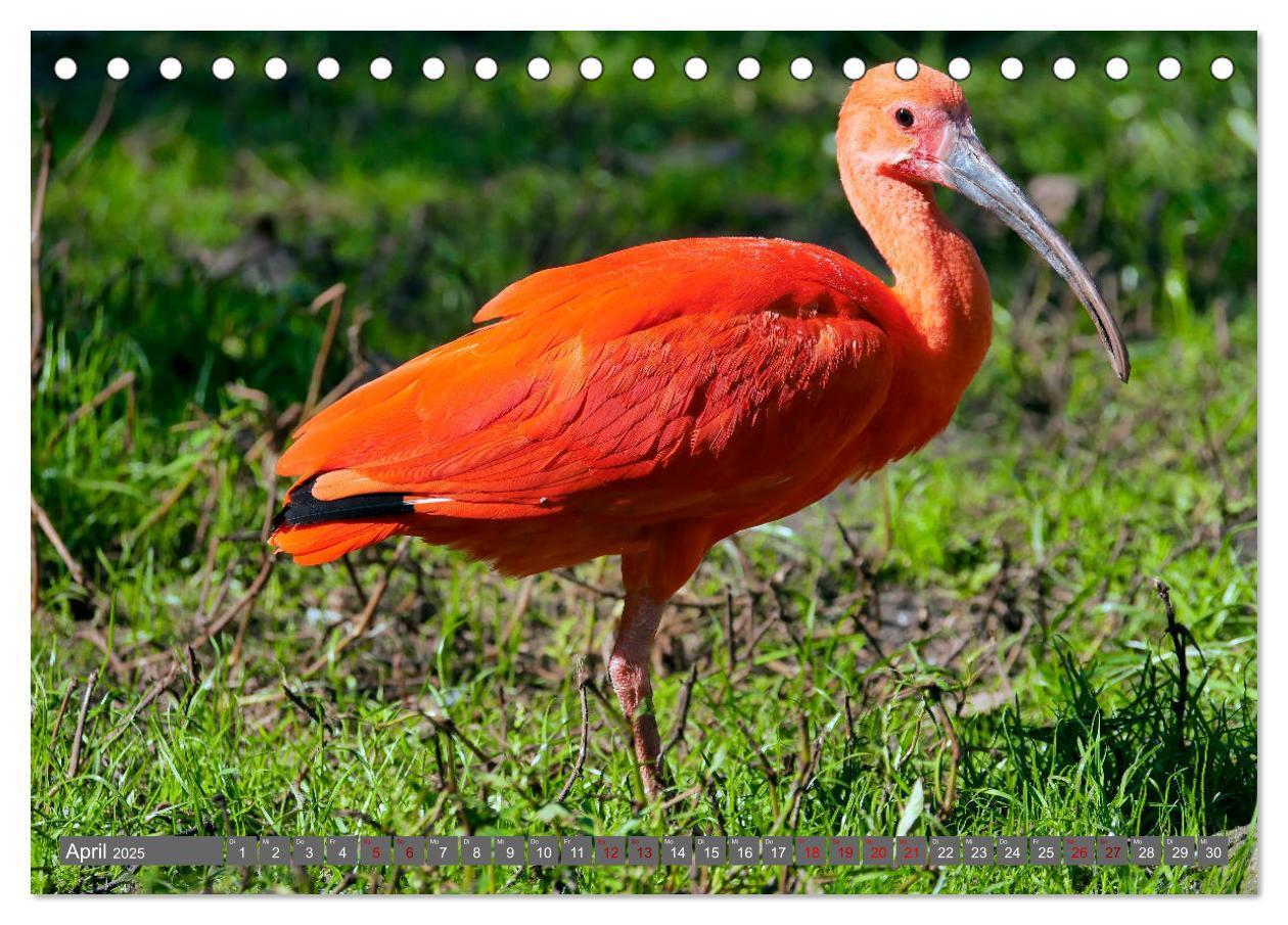 Bild: 9783435361144 | Weltvogelpark Walsrode - Die Vielfalt der Vogelarten (Tischkalender...