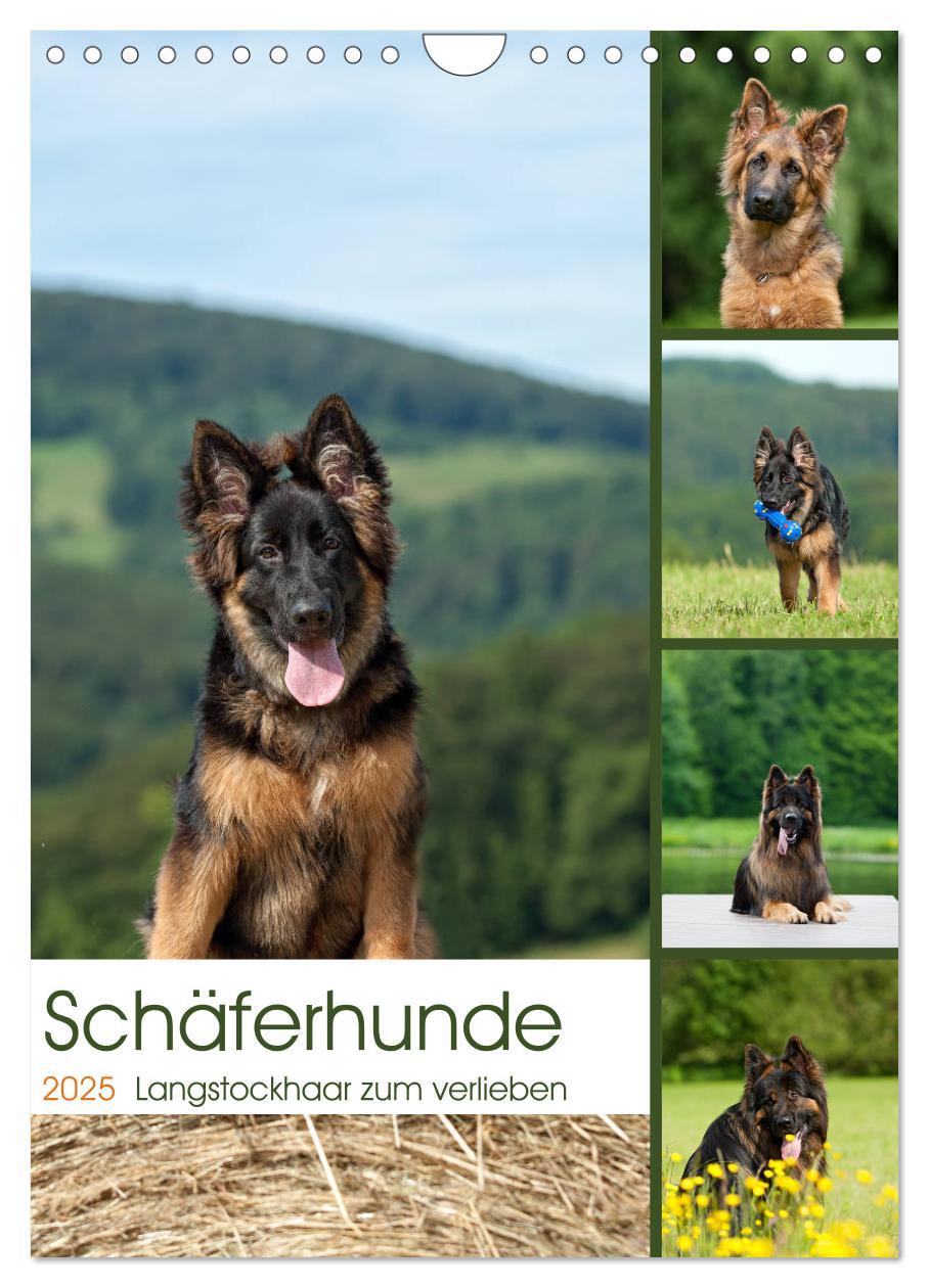 Cover: 9783457001493 | Schäferhunde Langstockhaar zum verlieben (Wandkalender 2025 DIN A4...