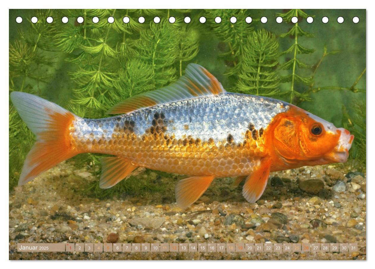 Bild: 9783435128402 | Koi: Juwelen im Teich (Tischkalender 2025 DIN A5 quer), CALVENDO...