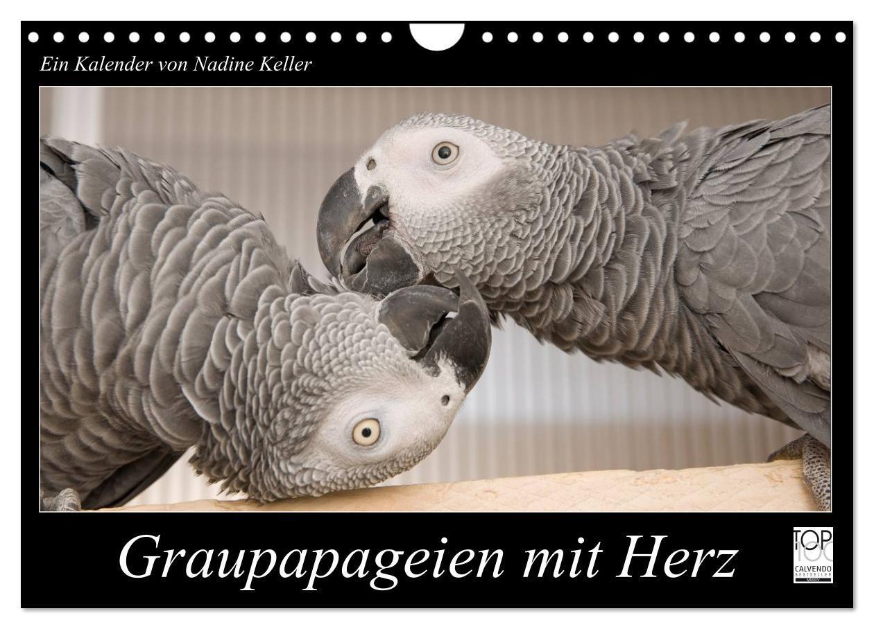 Cover: 9783435687886 | Graupapageien mit Herz (Wandkalender 2025 DIN A4 quer), CALVENDO...