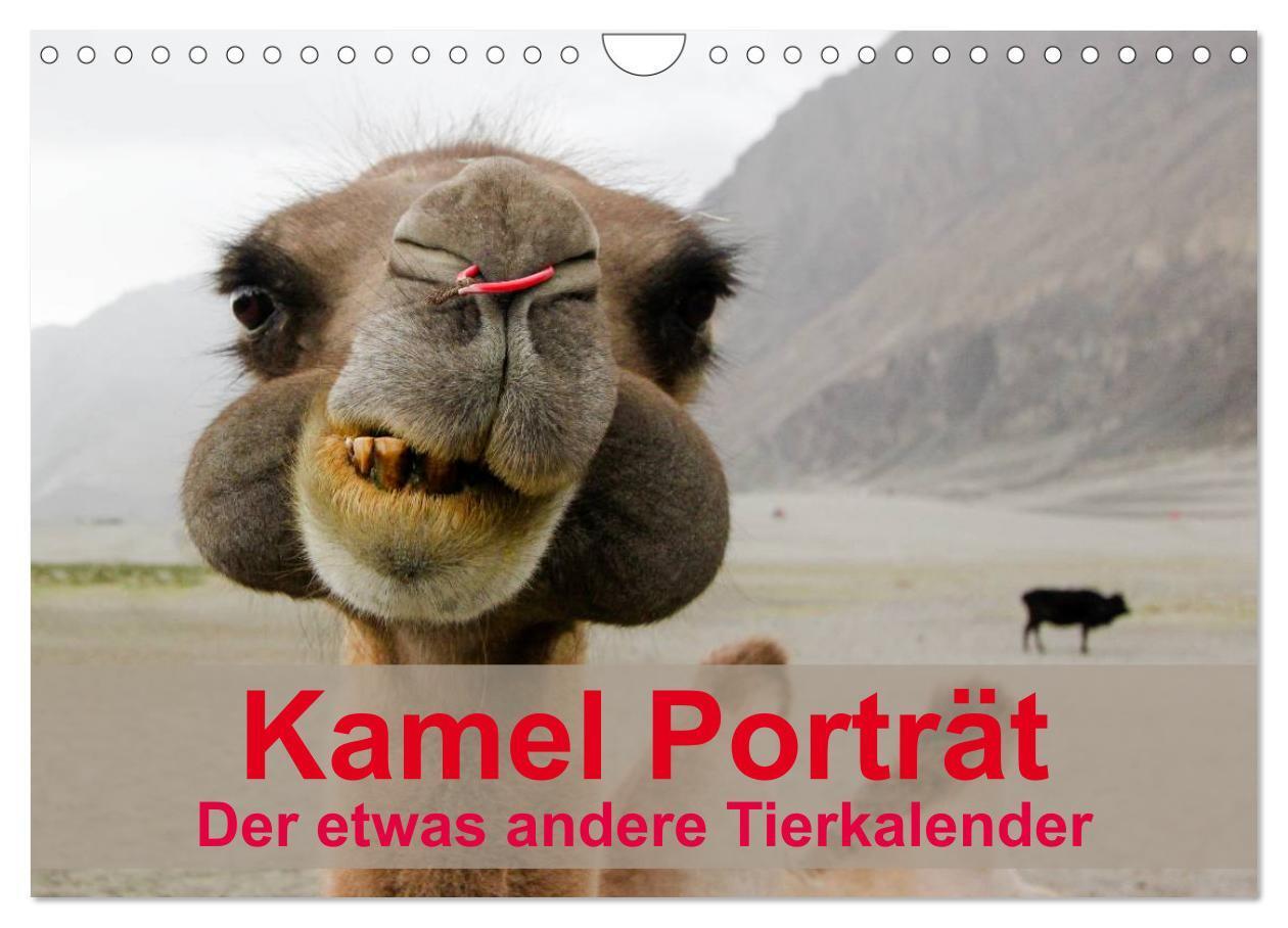 Cover: 9783435592197 | Kamel Porträt (Wandkalender 2025 DIN A4 quer), CALVENDO Monatskalender