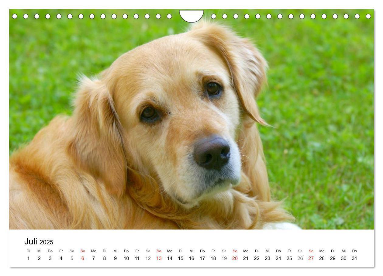 Bild: 9783435841028 | Golden Retriever Power (Wandkalender 2025 DIN A4 quer), CALVENDO...