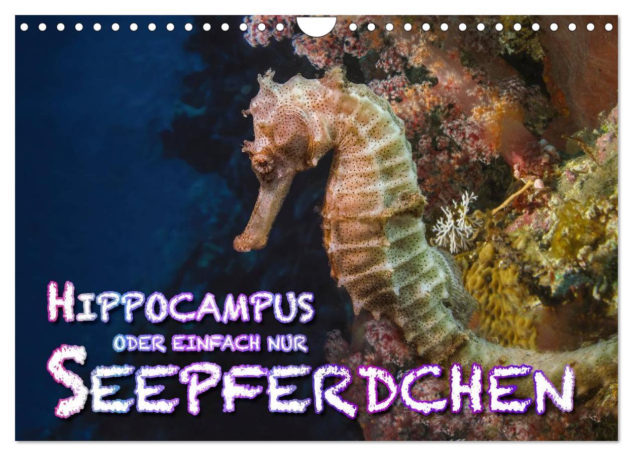 Cover: 9783435504329 | Hippocampus oder einfach nur Seepferdchen (Wandkalender 2025 DIN A4...