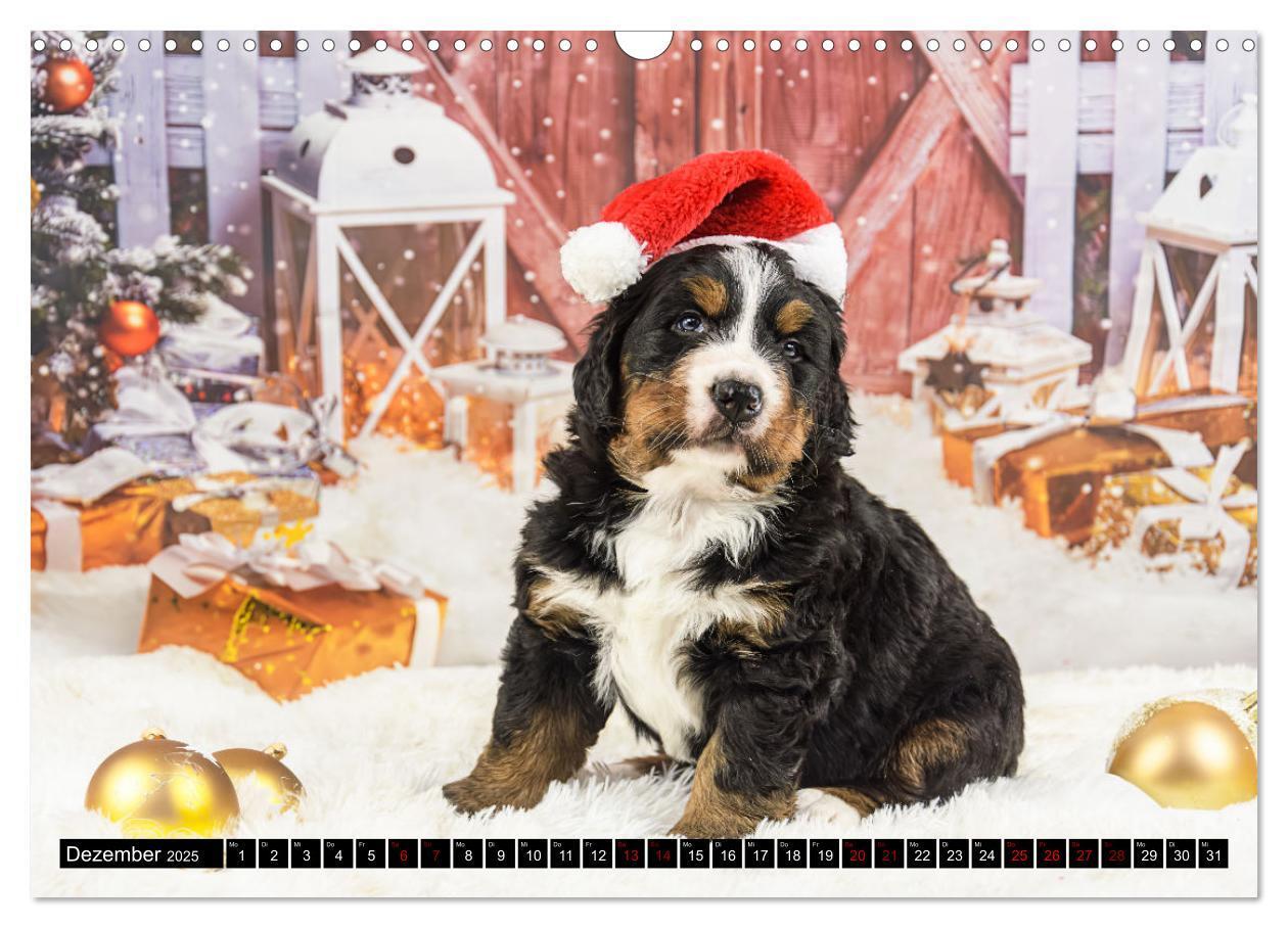 Bild: 9783457182543 | Berner Sennenhunde - Faszinierende Herzensbrecher (Wandkalender...