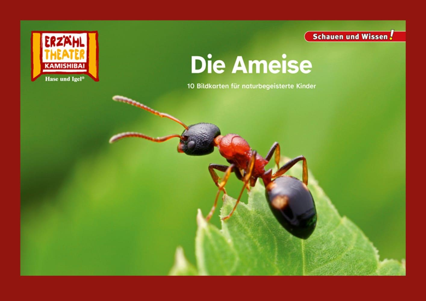 Cover: 4260505832896 | Die Ameise / Kamishibai Bildkarten | Taschenbuch | Schauen und Wissen!