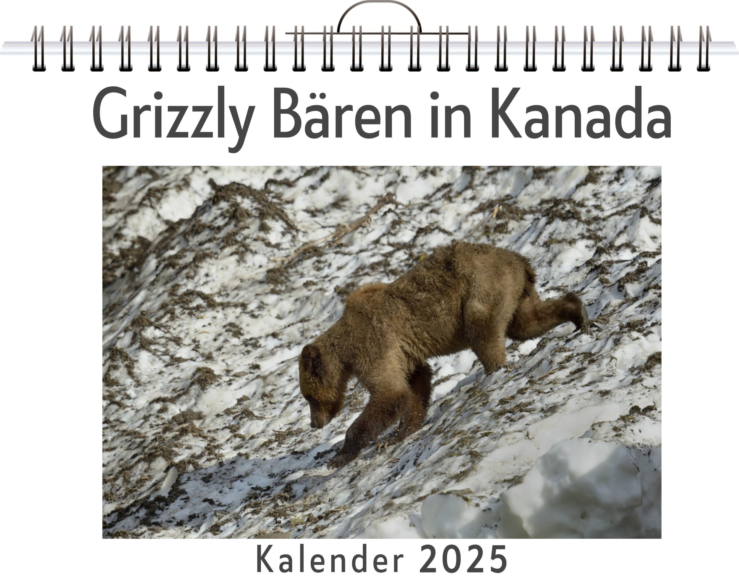 Cover: 9783759124173 | Grizzly Bären in Kanada | Anna Richter | Kalender | Kalender | 14 S.