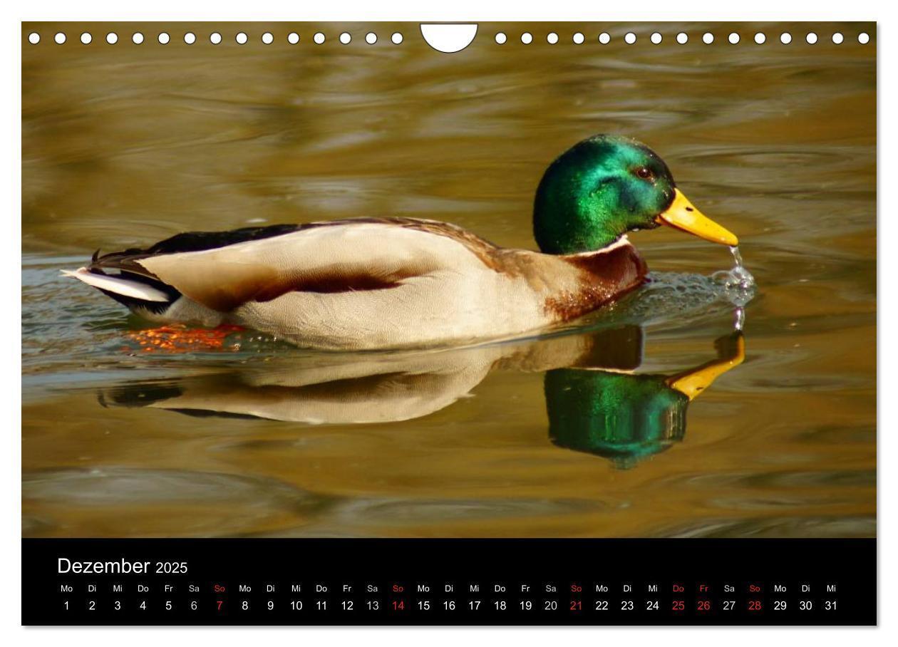 Bild: 9783435840779 | Das Leben der Enten (Wandkalender 2025 DIN A4 quer), CALVENDO...