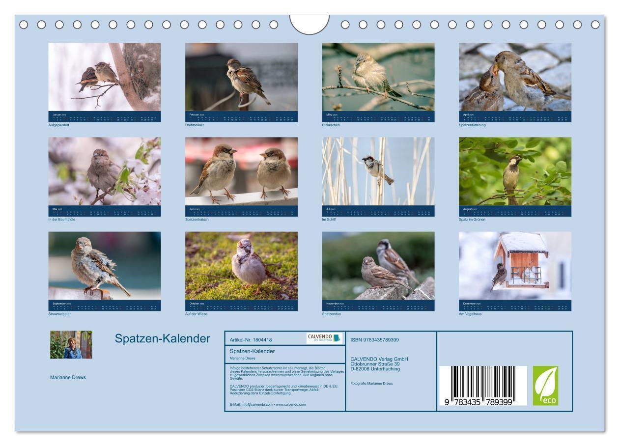 Bild: 9783435789399 | Spatzen-Kalender (Wandkalender 2025 DIN A4 quer), CALVENDO...