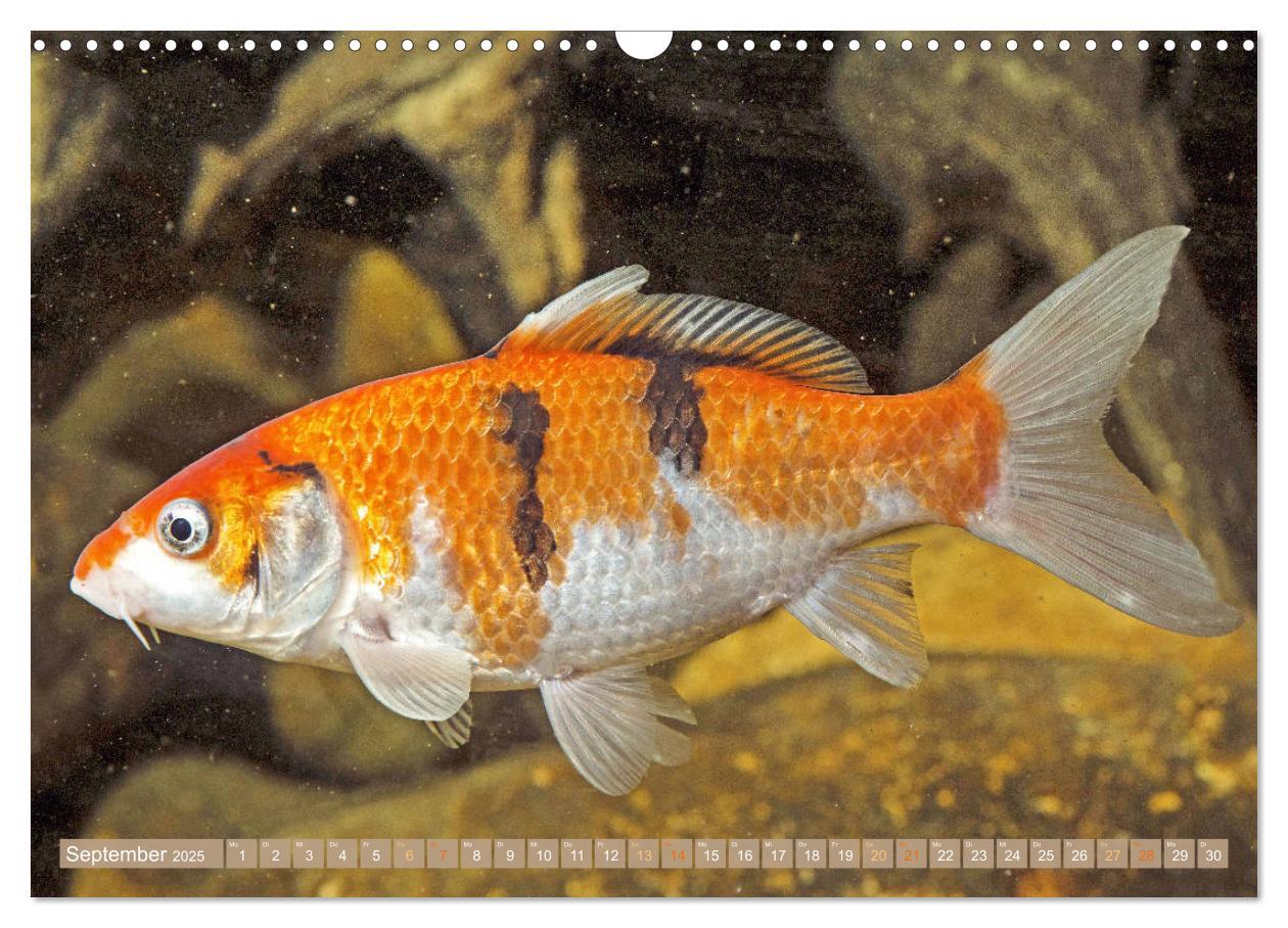 Bild: 9783435129263 | Koi: Juwelen im Teich (Wandkalender 2025 DIN A3 quer), CALVENDO...