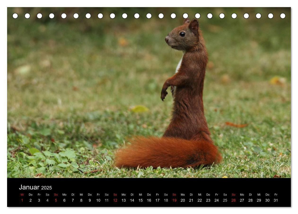 Bild: 9783435561551 | Artist im Garten. Das Eichhörnchen (Tischkalender 2025 DIN A5...