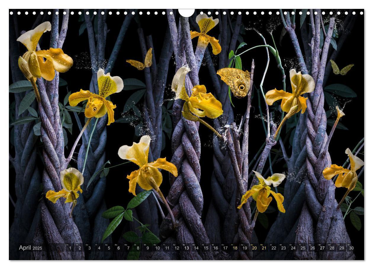 Bild: 9783383852251 | Orchidea (Wandkalender 2025 DIN A3 quer), CALVENDO Monatskalender