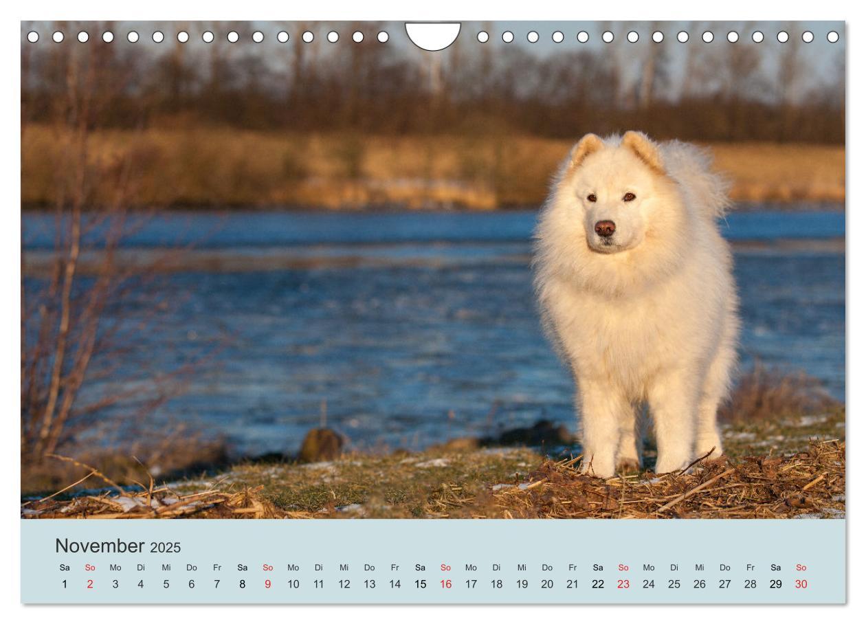 Bild: 9783435477586 | Samojeden - Liebenswerte Fellkugeln (Wandkalender 2025 DIN A4...