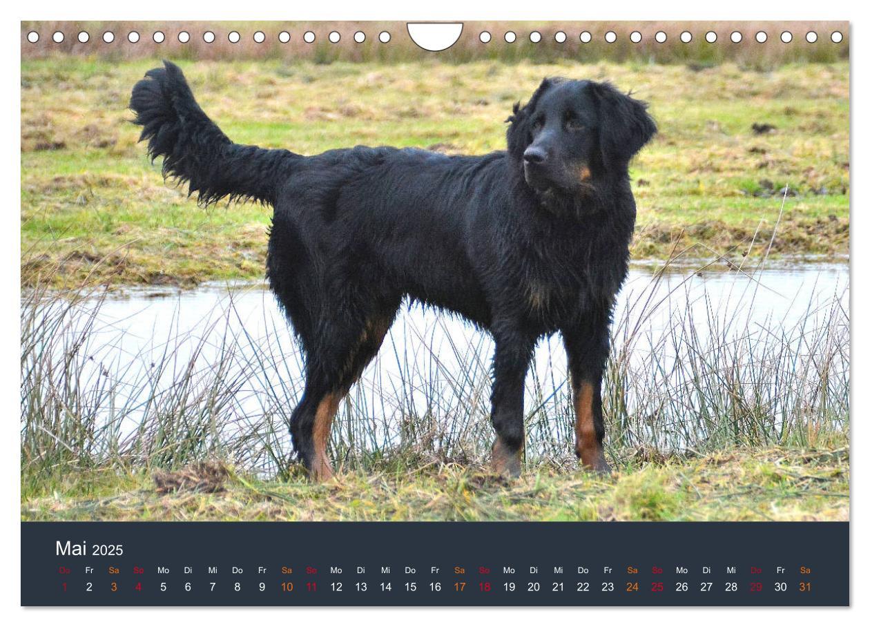 Bild: 9783435150052 | Ein Hovawart, ein Wachhund (Wandkalender 2025 DIN A4 quer),...