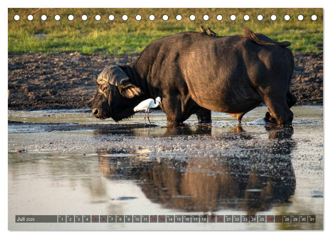 Bild: 9783435118427 | Afrikas Tierwelt, Safari im südlichen Afrika (Tischkalender 2025...