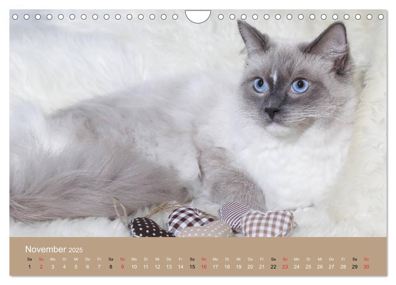 Bild: 9783435492268 | Verliebt in Ragdolls ... die sanfte Katzenrasse (Wandkalender 2025...