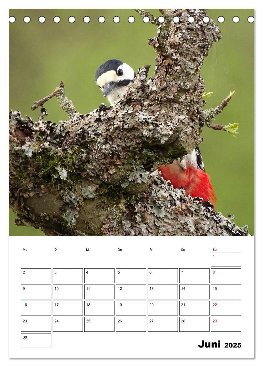 Bild: 9783457041031 | Amsel, Drossel, Fink und Star - beobachtet (Tischkalender 2025 DIN...