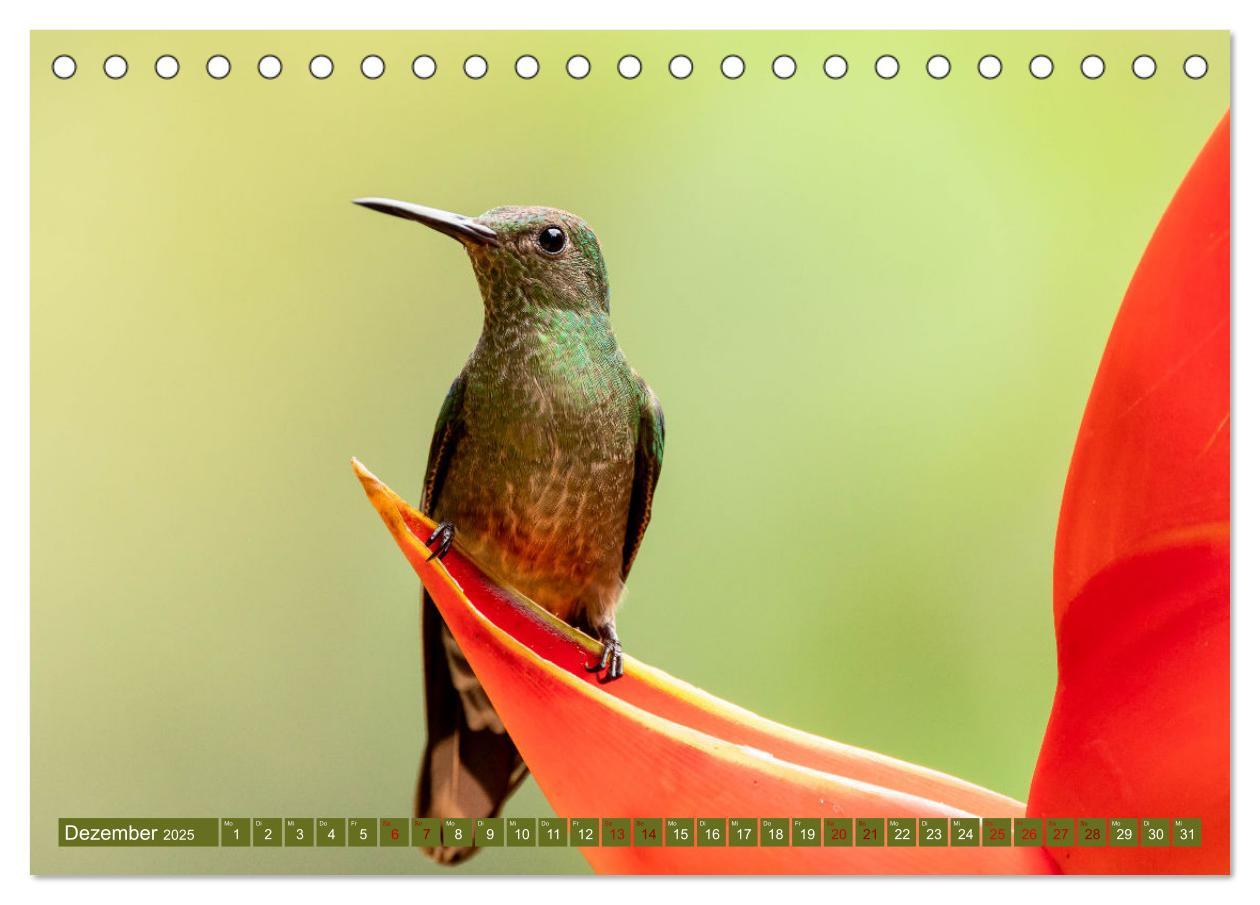 Bild: 9783383887109 | Zauberhafte Kolibris in Costa Rica (Tischkalender 2025 DIN A5...