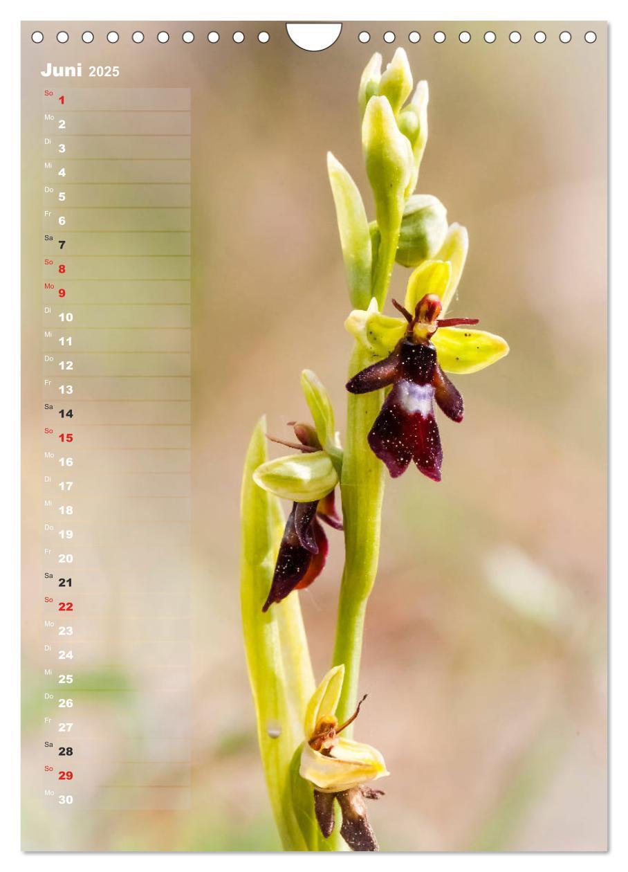 Bild: 9783435942473 | Auf der Suche nach Orchideen in Deutschland (Wandkalender 2025 DIN...