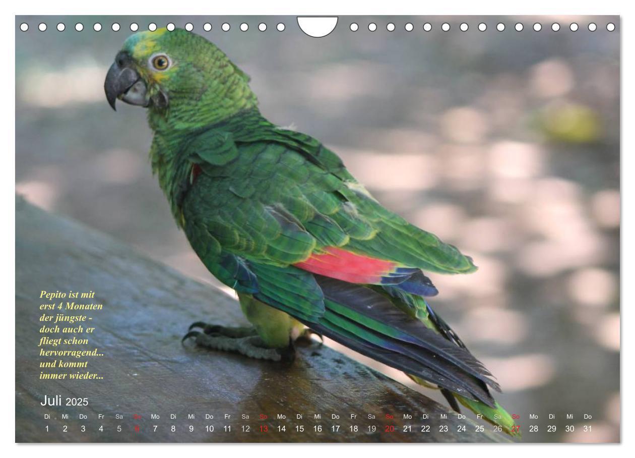 Bild: 9783435728350 | Blaustirnamazonen - Papageien in Paraguay (Wandkalender 2025 DIN A4...