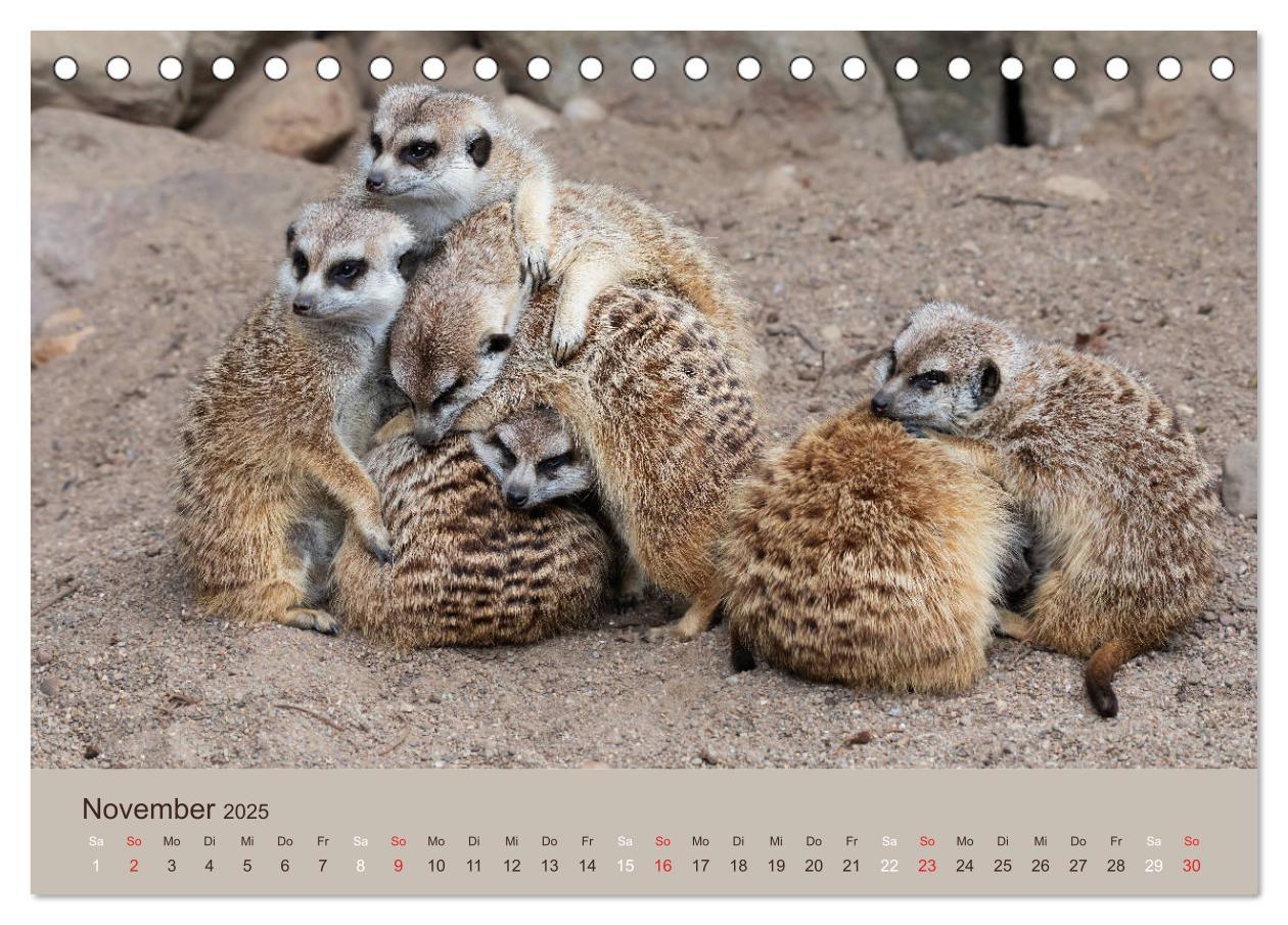 Bild: 9783435210206 | Quirlige Erdmännchen (Tischkalender 2025 DIN A5 quer), CALVENDO...