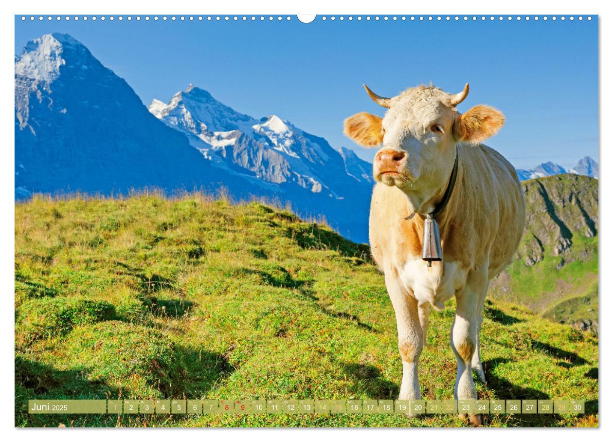 Bild: 9783457197851 | Kuh-Idylle: Suchen Sie die Ruhe in der Natur? (Wandkalender 2025...