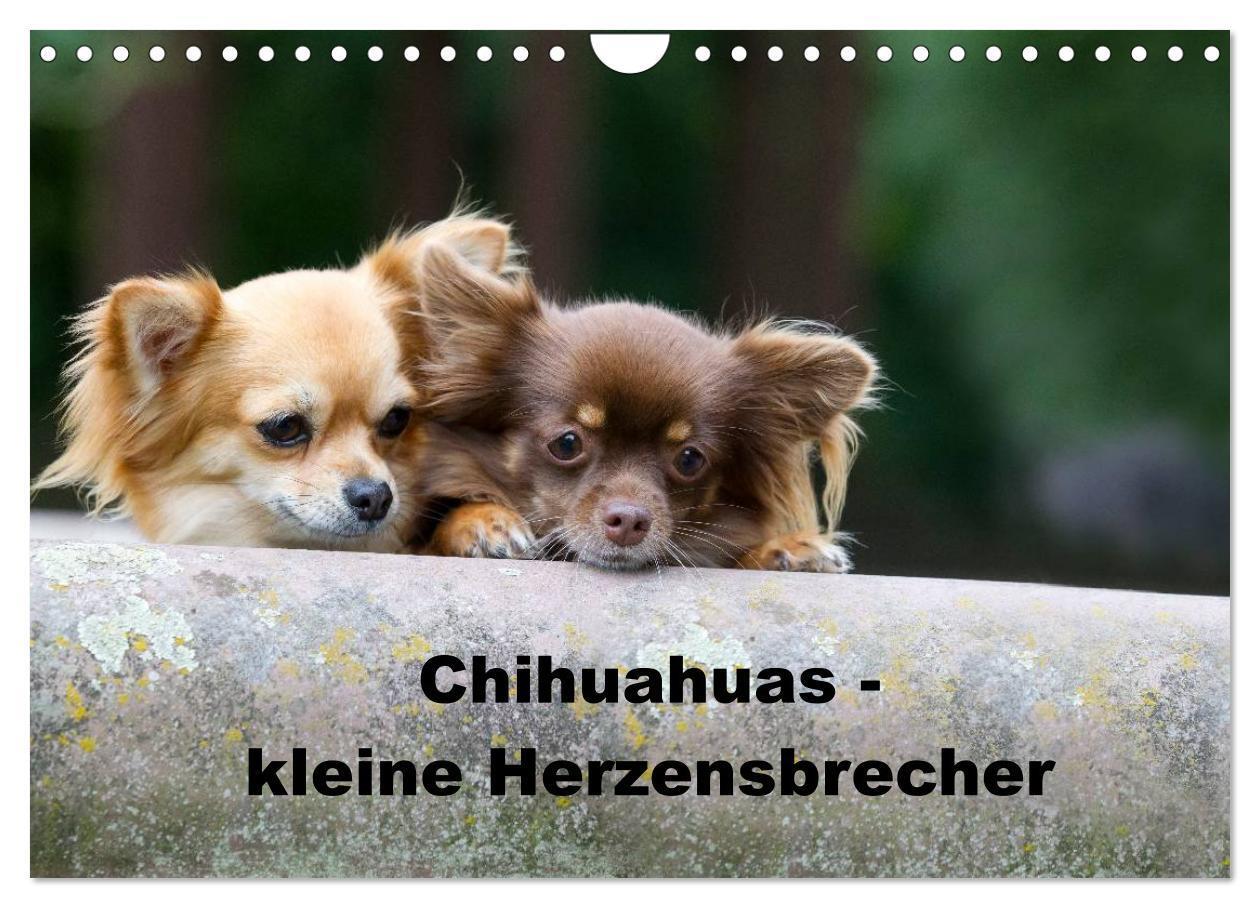 Cover: 9783435772810 | Chihuahuas - kleine Herzensbrecher (Wandkalender 2025 DIN A4 quer),...