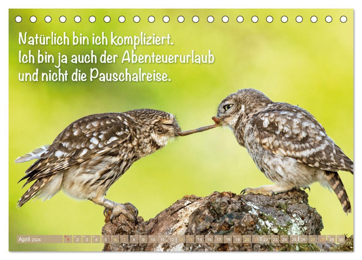 Bild: 9783383687846 | Die Eulen sind los: Edition lustige Tiere (Tischkalender 2024 DIN...