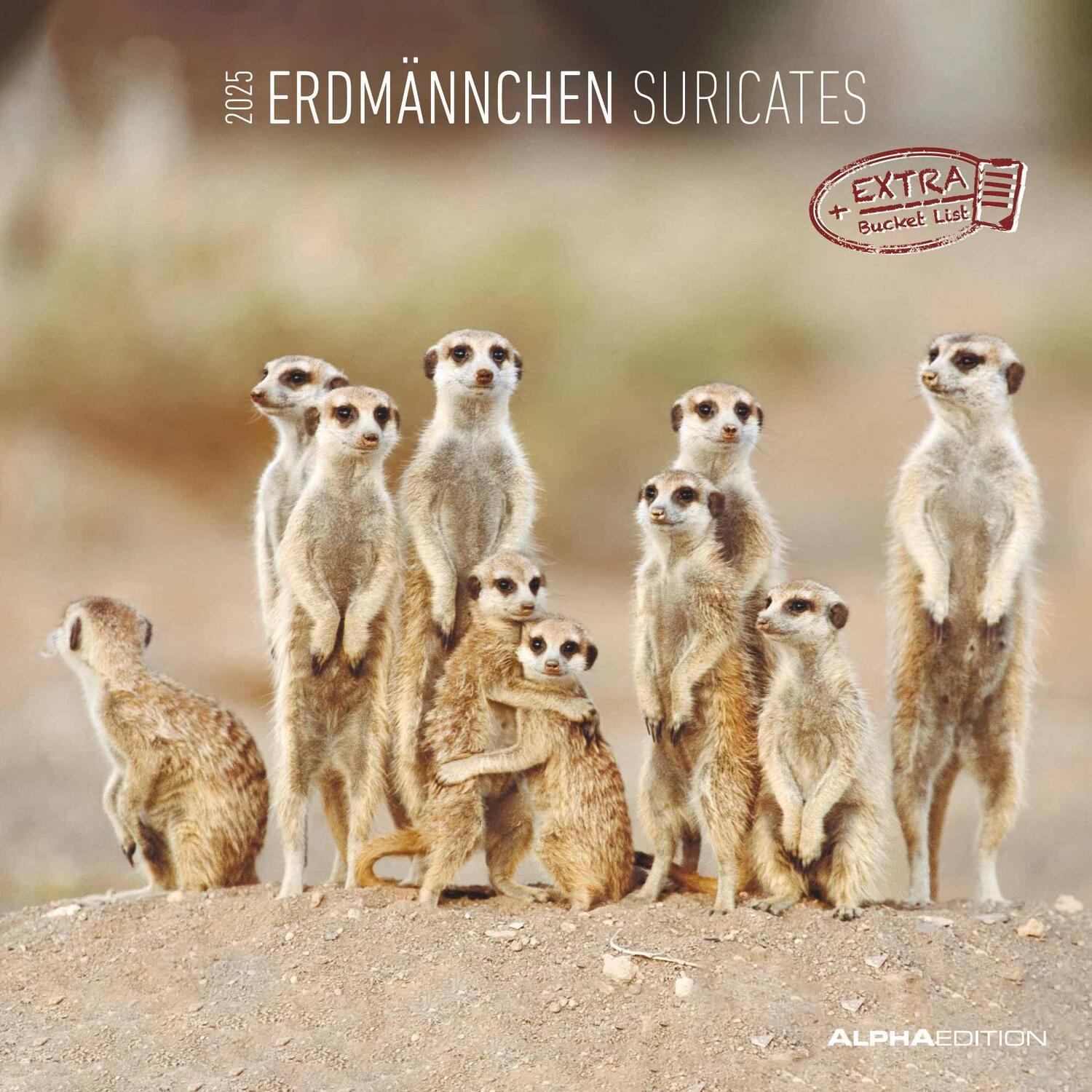 Cover: 4251732340742 | Erdmännchen 2025 - Broschürenkalender 30x30 cm (30x60 geöffnet) -...