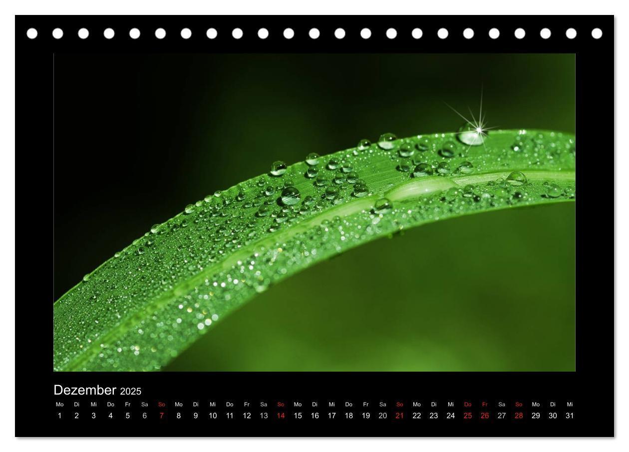 Bild: 9783435838981 | Meine kleine grüne Wassertropfen Welt (Tischkalender 2025 DIN A5...