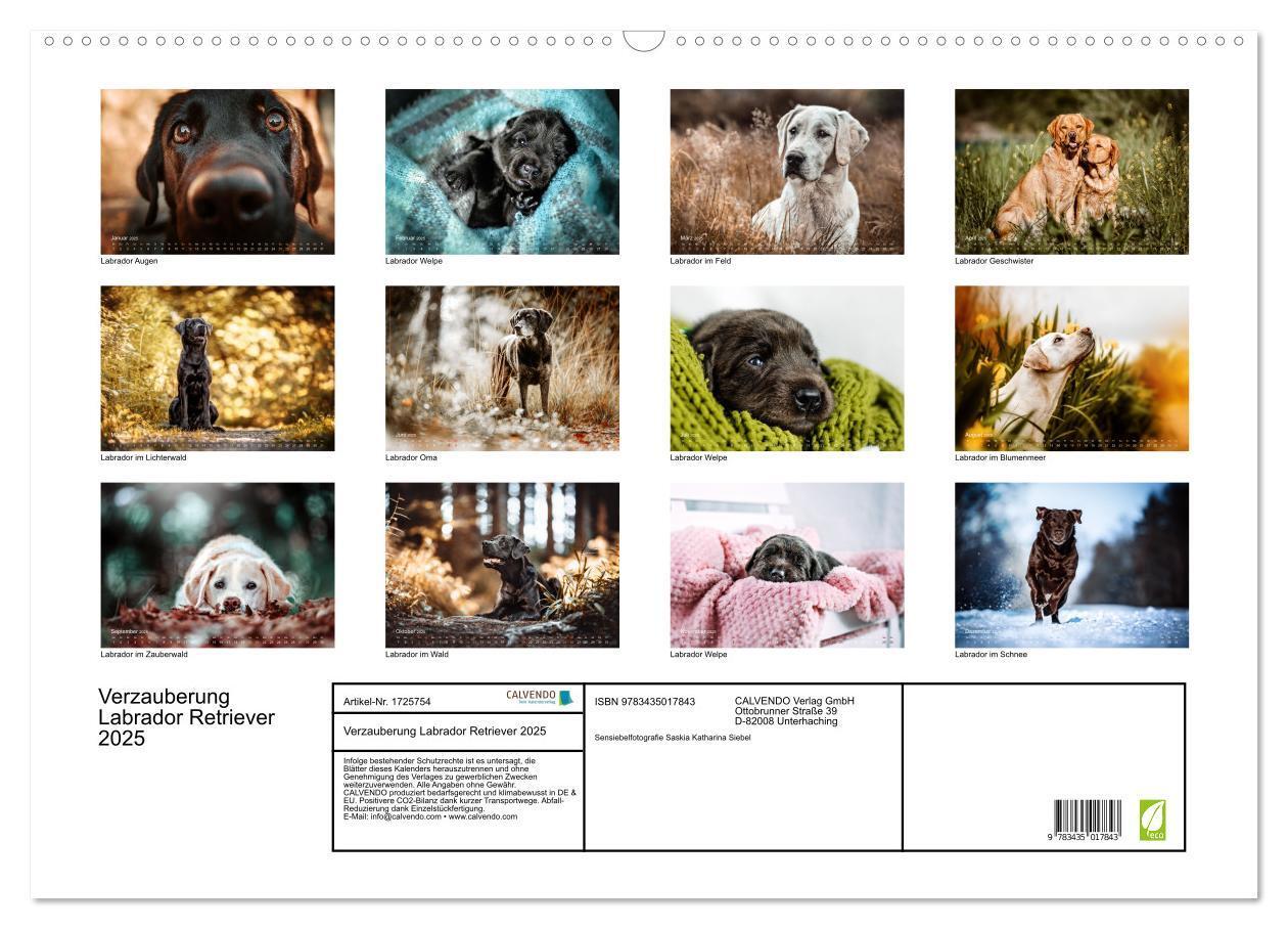 Bild: 9783435017843 | Verzauberung Labrador Retriever 2025 (Wandkalender 2025 DIN A2...