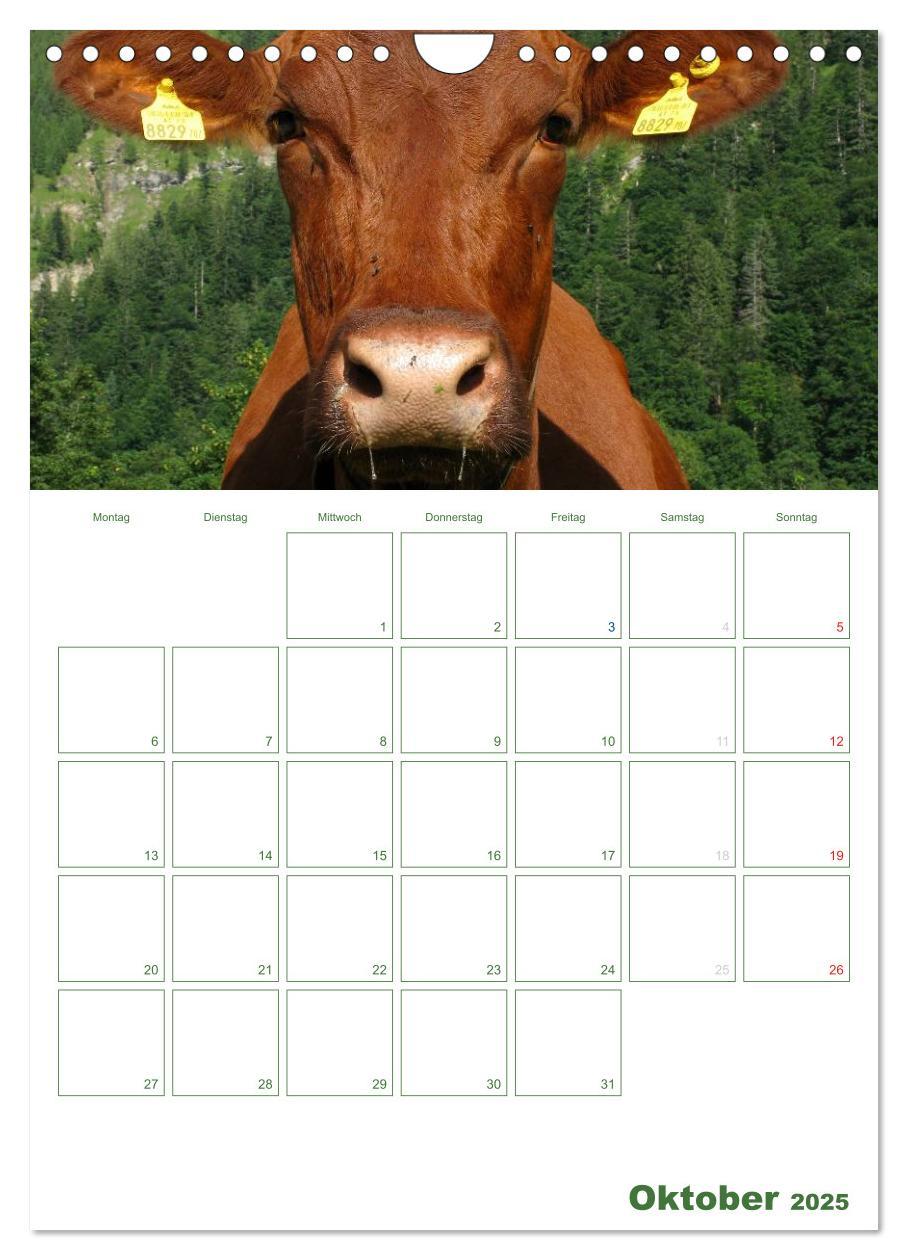 Bild: 9783457056271 | Kuhle Kühe 2025 (Wandkalender 2025 DIN A4 hoch), CALVENDO...