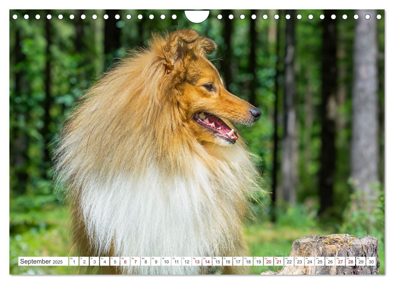 Bild: 9783457169902 | Sheltie - Ein Stück vom Glück (Wandkalender 2025 DIN A4 quer),...