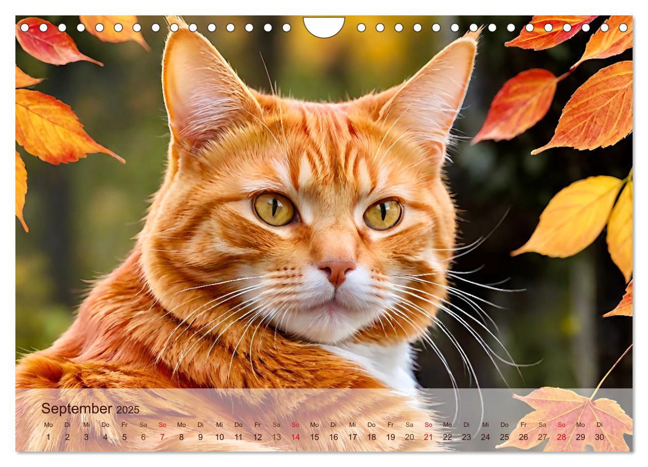 Bild: 9783383817830 | Rote Katzen (Wandkalender 2025 DIN A4 quer), CALVENDO Monatskalender