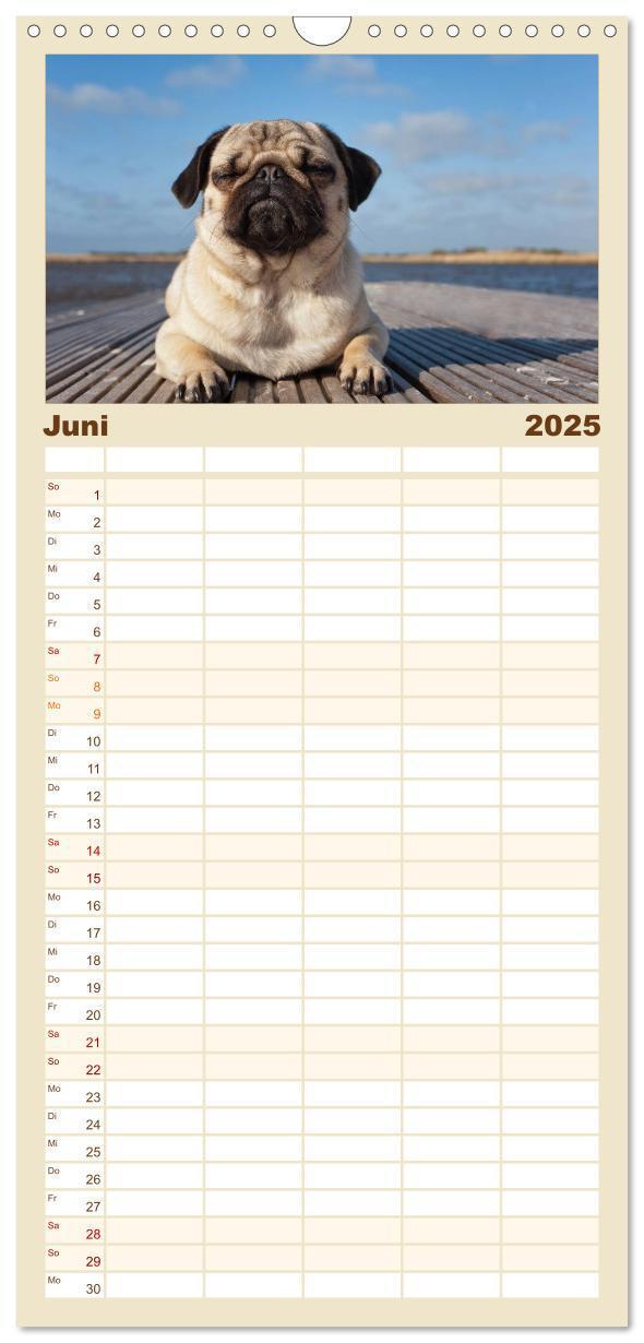 Bild: 9783457113592 | Familienplaner 2025 - Mops mit 5 Spalten (Wandkalender, 21 x 45 cm)...