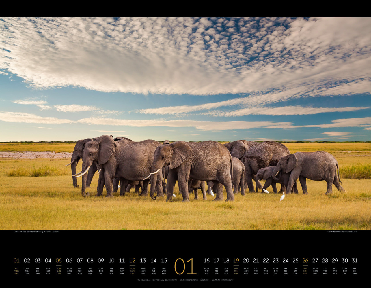 Bild: 9783838425900 | Wildes Afrika Kalender 2025 | Ackermann Kunstverlag | Kalender | 14 S.