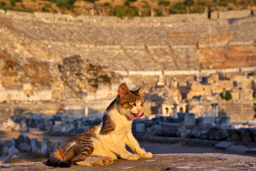 Bild: 9783901753381 | CATS OF EPHESOS | Sabine Ladstätter (u. a.) | Buch | 96 S. | Deutsch