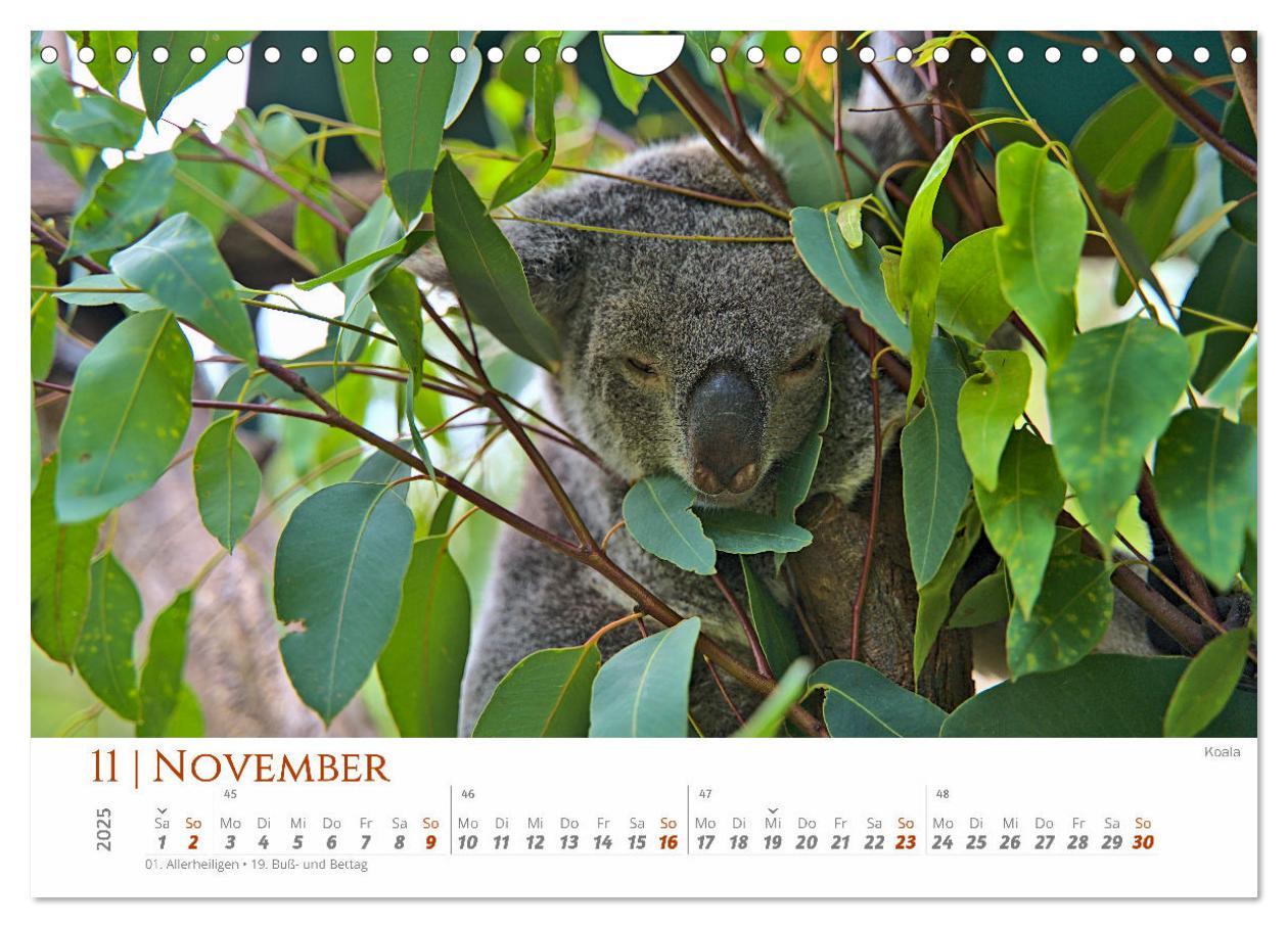 Bild: 9783383798825 | Australien - Norden Cairns-Brisbane (Wandkalender 2025 DIN A4...