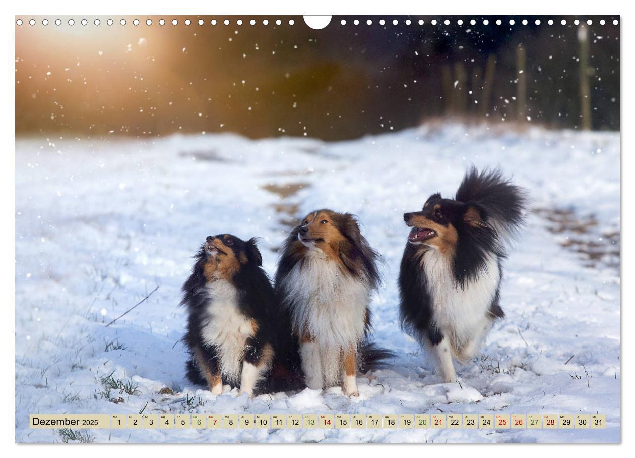 Bild: 9783435423415 | SHELTIES Liebe auf 4 Pfoten (Wandkalender 2025 DIN A3 quer),...