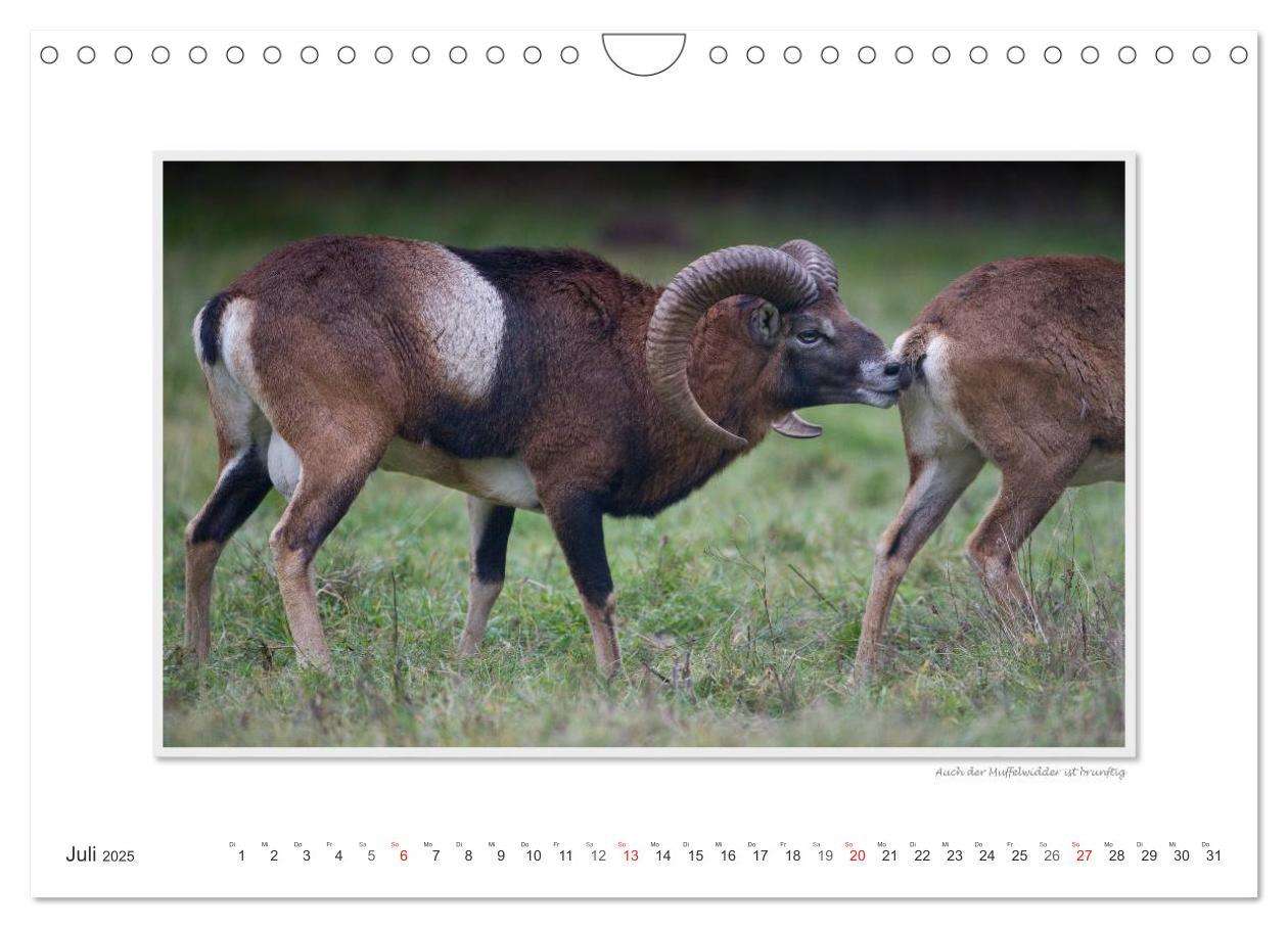 Bild: 9783435798780 | Emotionale Momente: Tierischer Sex. (Wandkalender 2025 DIN A4...